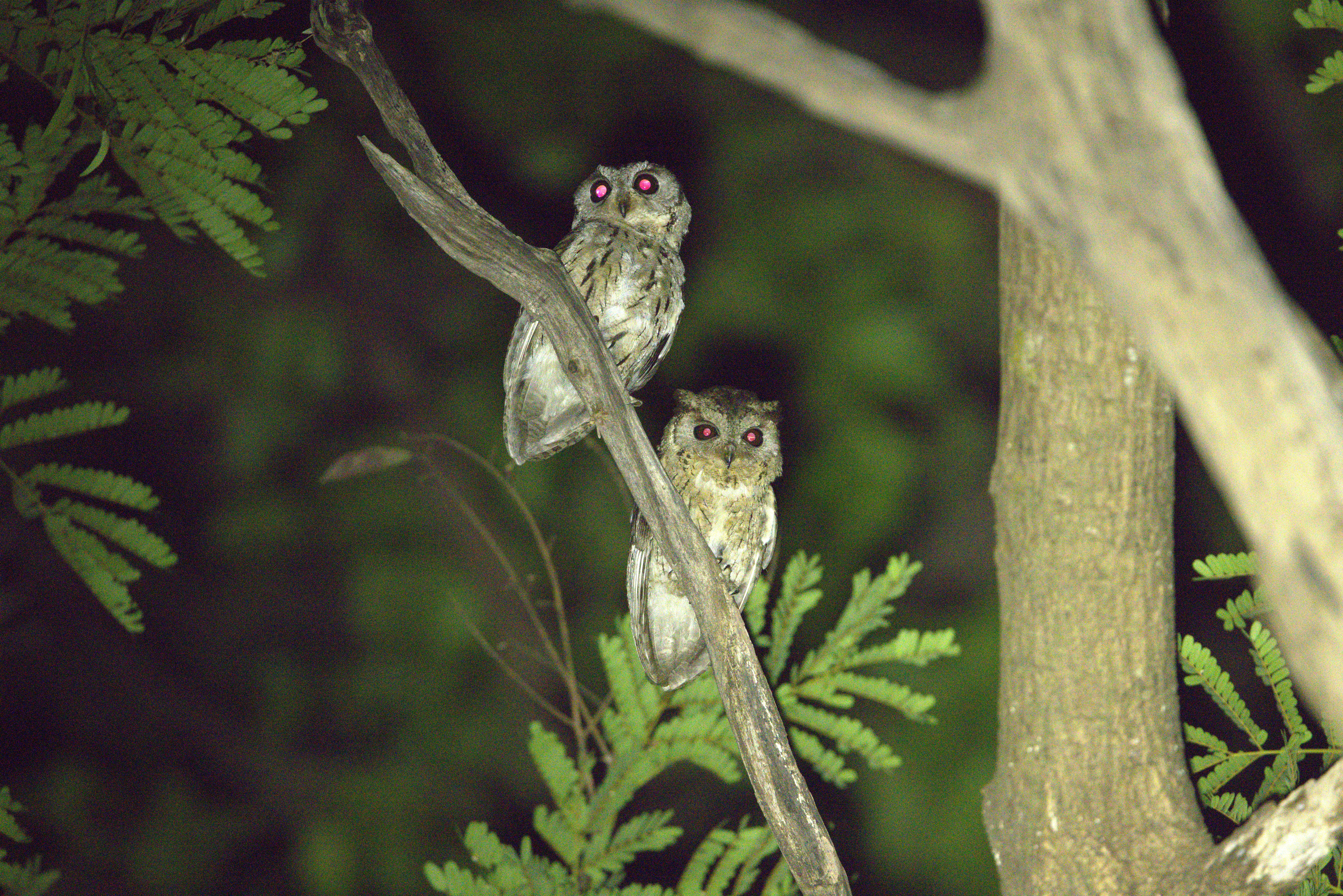 Bird watching experience in the forests of Similipal