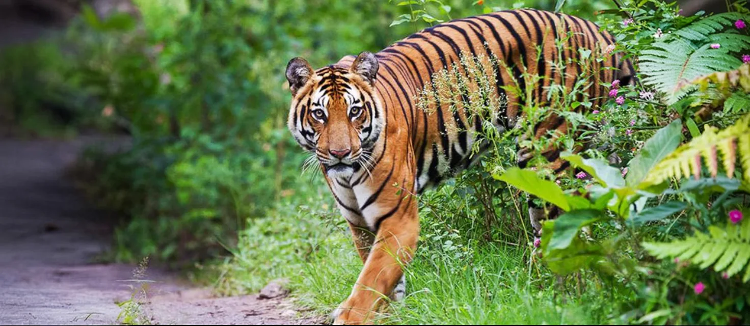 Forest conservation and visitor guidance in Similipal