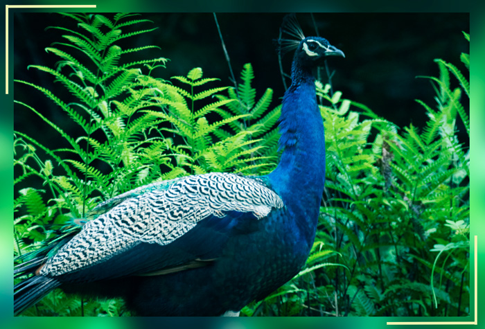 Peafowl