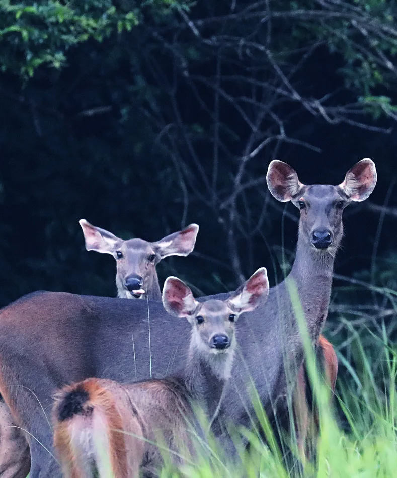 Similipal Tiger Reserve