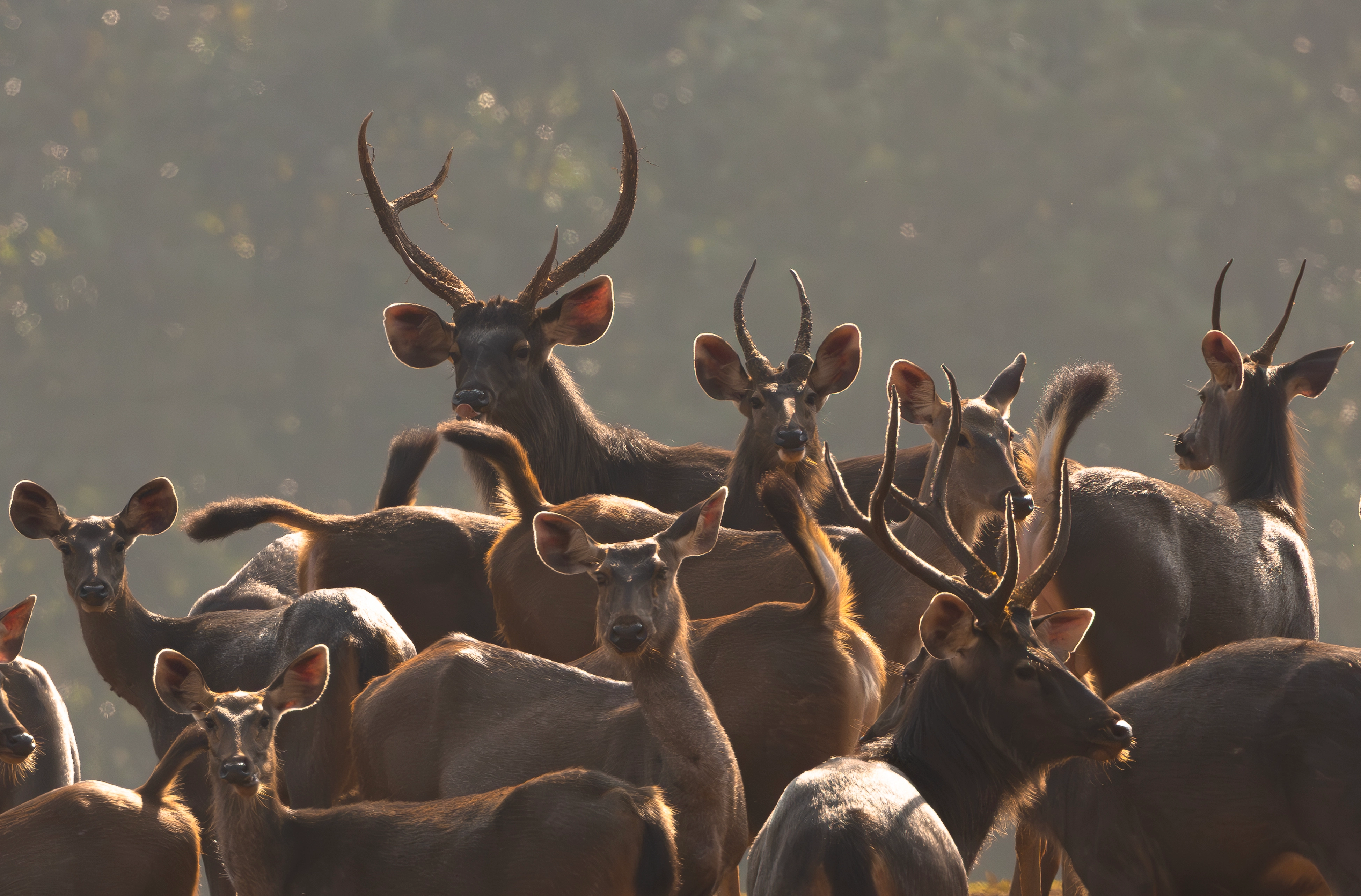 Wildlife experience during safari season in Similipal