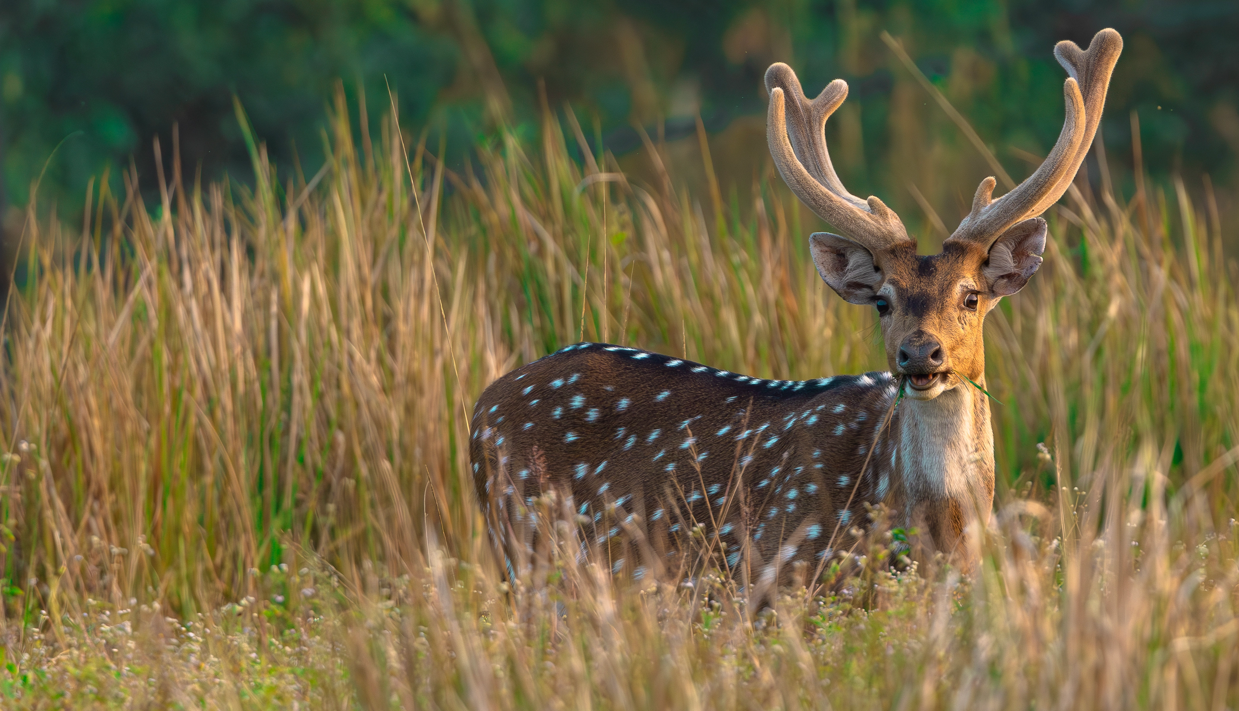 Golden morning light over the forest landscape of Similipal