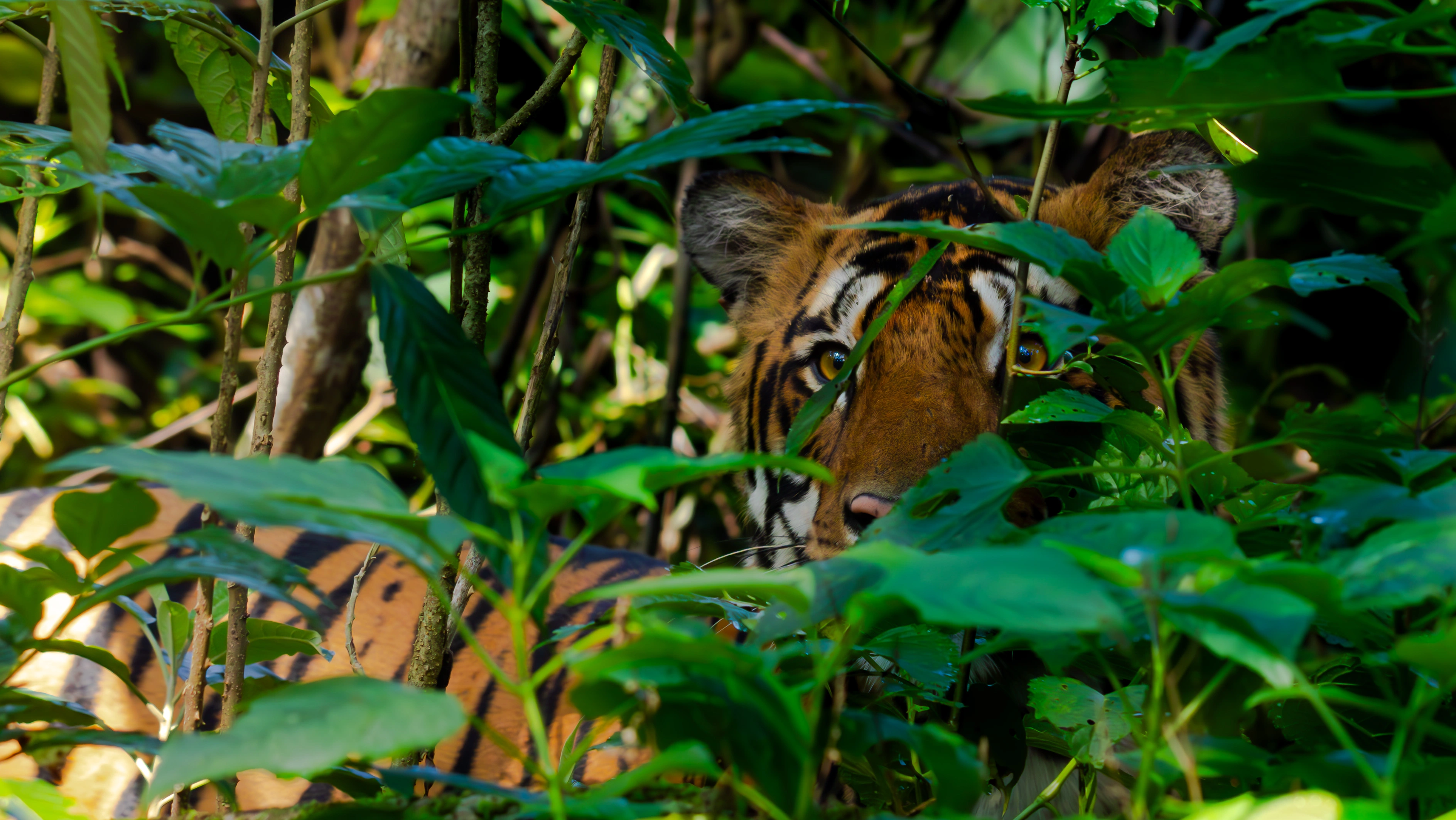 Tiger in Similipal
