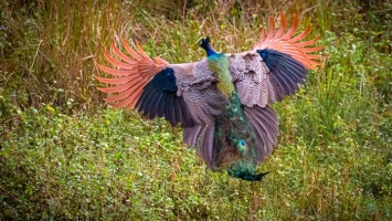 Birds