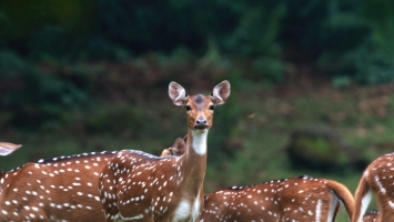 Herbivores