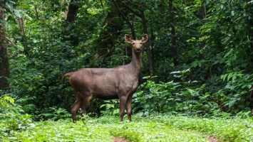 Herbivores