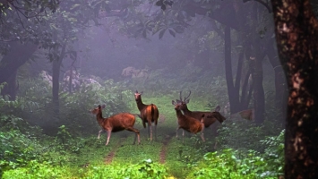 Herbivores