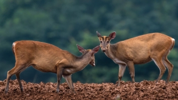 Herbivores