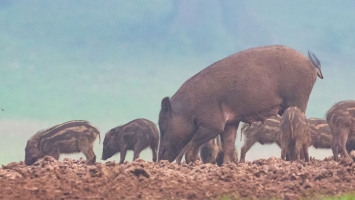 Herbivores