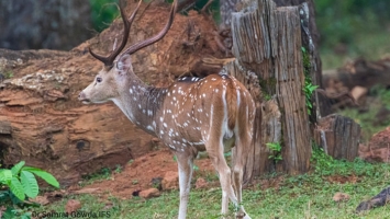 Herbivores