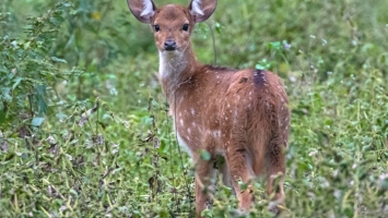 Herbivores