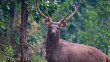 Herbivores