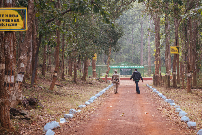 Sal forest, orchids, and wildlife around Gurguria, view 4